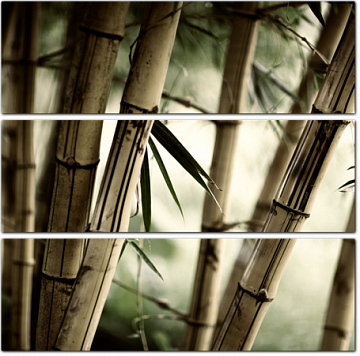 Бамбуковый лес. Ретро фото