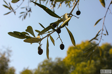 Оливки в саду