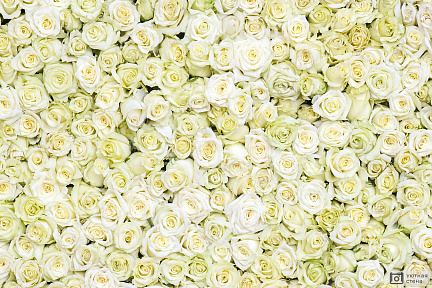 Фон с белыми розами