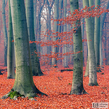 Красочная листва в осеннем лесу