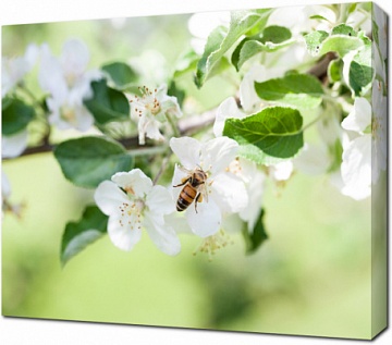 Пчелка на цветке яблони
