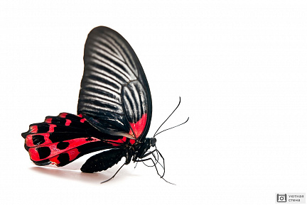 Бабочка красная с черным на белом фоне