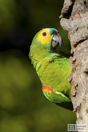 Зелёный амазонский попугай
