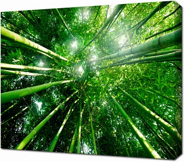 Взгляд вверх в бамбуковом лесу