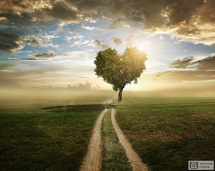 Дорога через поле к дереву в виде сердца