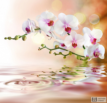 Белая орхидея над водой
