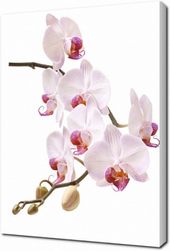 Светлая орхидея на белом фоне