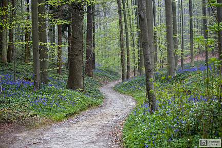 Путь в лес с колокольчиками