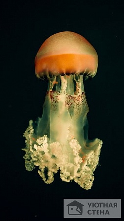 Крупная морская медуза