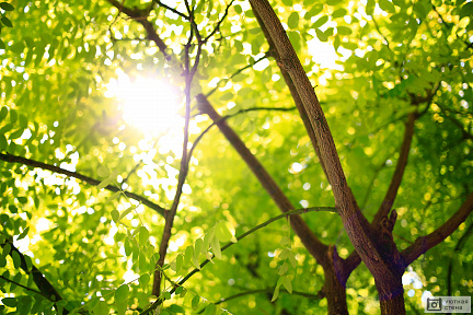 Солнце сквозь ветви деревьев