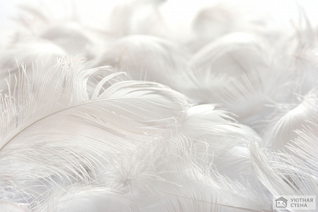 Белые невесомые перья