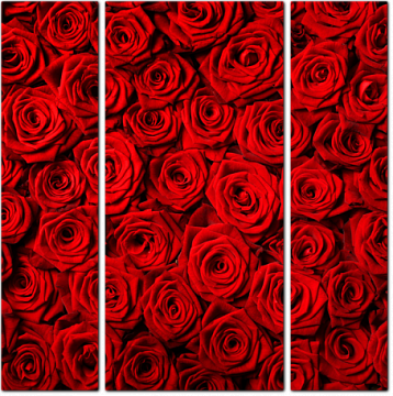 Фон из отборных красных роз