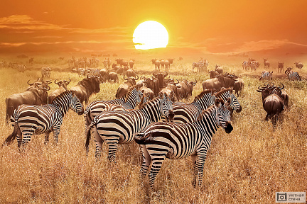 Фотообои Зебры и антилопы в Танзании