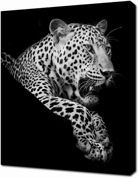 Белый леопард на чёрном фоне
