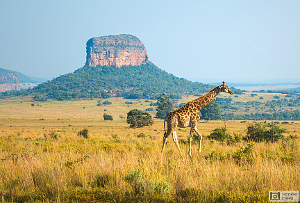 Жираф прогуливается в заповеднике Энтабени