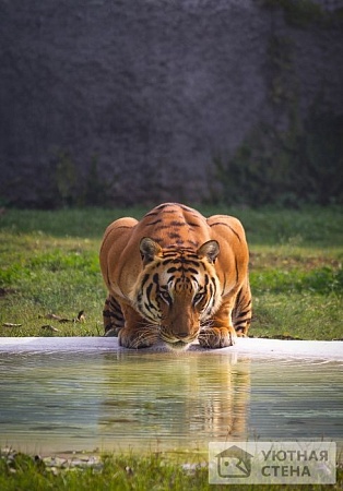 Большой тигр пьет