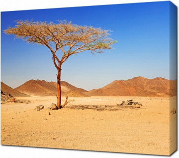 Одинокое дерево в пустыне Египта