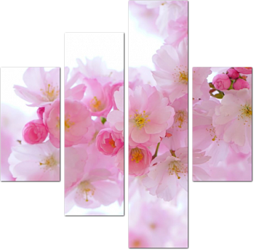 Нежные цветки сакуры