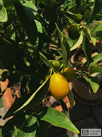 Лимон на солнце