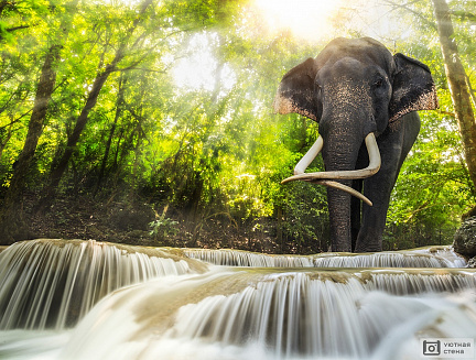 Слон в водопаде
