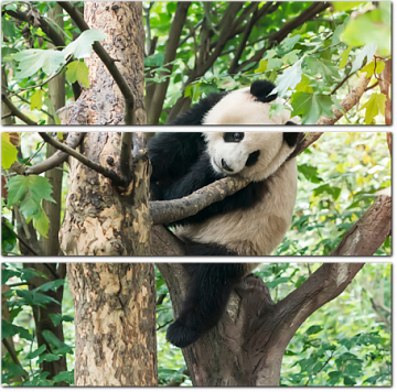 Портрет панды на дереве