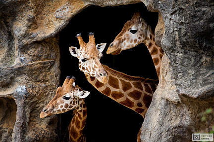 Жирафы выглядывают из пещеры