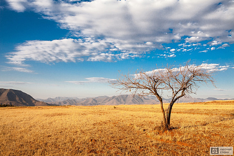 Африканское дерево с голубым небом