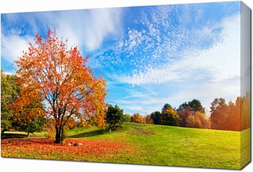 Осенний пейзаж с деревом