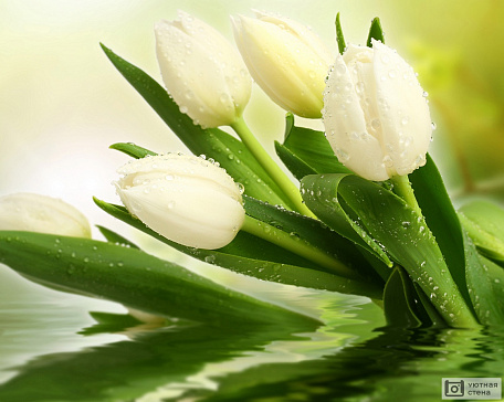 Белые тюльпаны в каплях росы