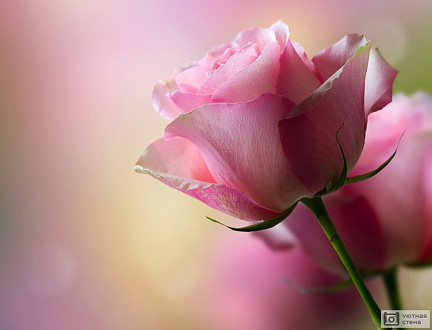 Красивый бутон розовой розы
