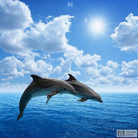 Пара дельфинов в прыжке