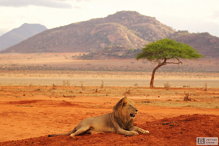 Отдыхающий лев в Кении