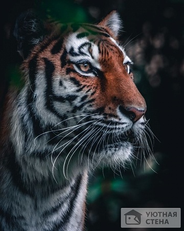 Гордый уссурийский тигр