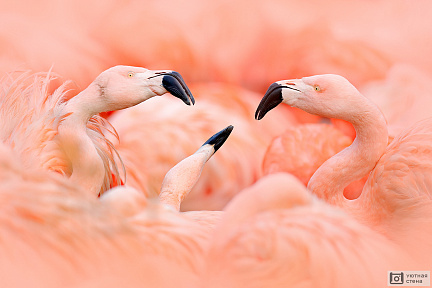 Группа Фламинго
