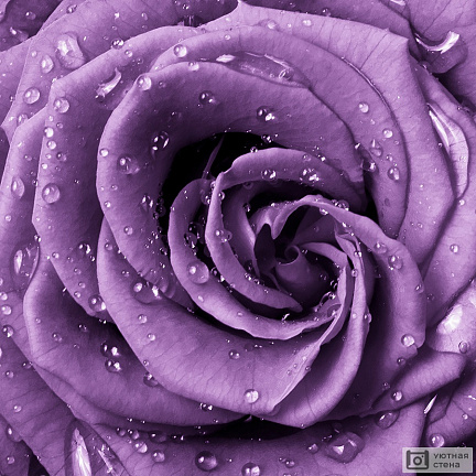 Фиолетовая роза крупным планом