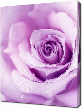 Абстрактная фиолетовая роза