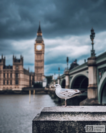 Фотообои Чайка на фоне моста в Лондоне