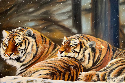 Пара тигров под снегопадом