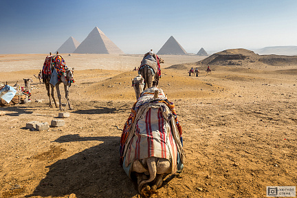 Фотообои Верблюды отдыхают в пустыне