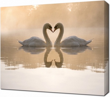 Лебеди в форме сердечка на воде