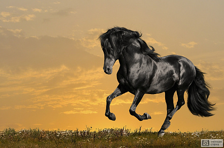 Черный конь на закате