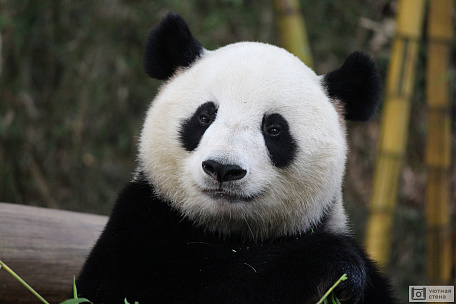 Взрослая большая панда