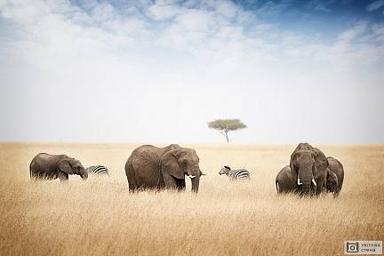 Фотообои Слоны и зебры в высокой траве