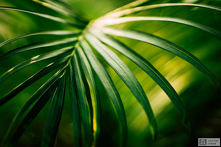 Пальмовый лист на солнце