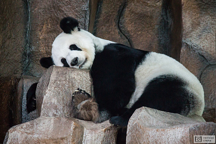 Панда уснула на камне