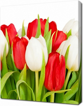 Белые и красные тюльпаны