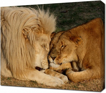 Красивая пара львов
