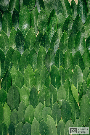 Орнамент из настоящих листьев