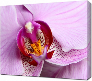 Пурпурная орхидея крупным планом