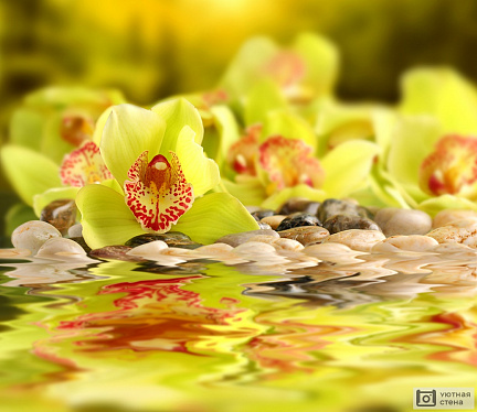 Желтая орхидея крупным планом